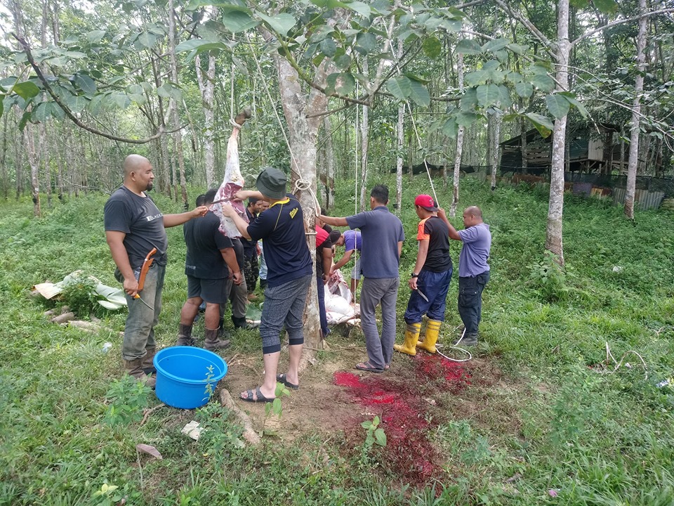 67790929_2335409626536039_3142486253174259712_n