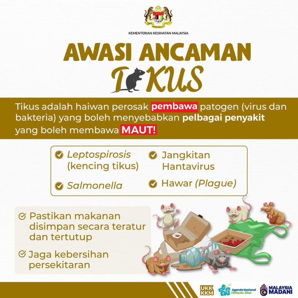 tikus